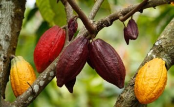 O cacau atinge mínimos em 4 meses e fica abaixo de US $ 8.000 por tonelada o-cacau-atinge-minimos-em-4-meses-e-fica-abaixo-de-us-$-8.000-por-tonelada