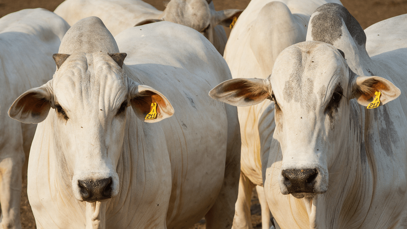 Marfrig (MRFG3) tem receita líquida de R $ 88 milhões no 1º TRI marfrig-(mrfg3)-tem-receita-liquida-de-r-$-88-milhoes-no-1o-tri