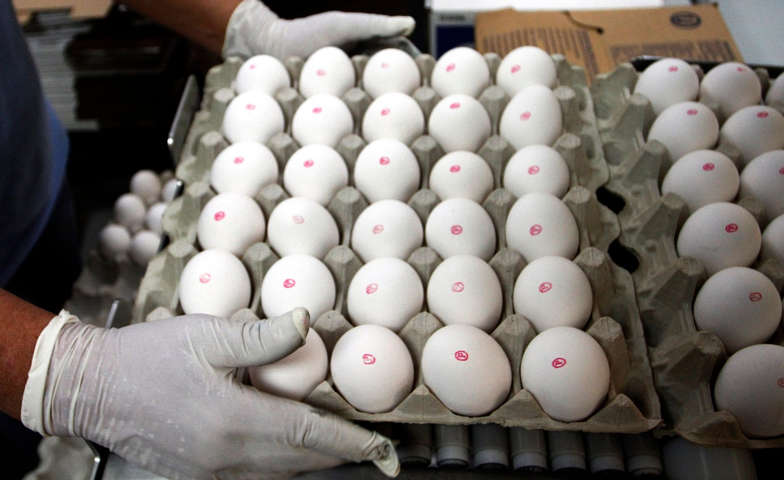 Ovos de granja infectados com gripe aviária são destruídos em RS, MG e PR ovos-de-granja-infectados-com-gripe-aviaria-sao-destruidos-em-rs,-mg-e-pr